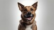 © Arthur Alberto - portrait of a dog, dog image