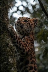 Wall Mural - A close-up of a leopard climbing a tree in a lush, green environment.