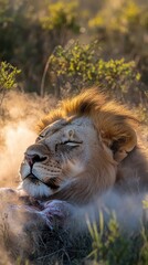 Wall Mural - A majestic lion resting in a misty environment, showcasing its serene and powerful presence.