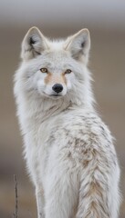 Wall Mural - A beautiful white coyote stands gracefully in a natural setting, showcasing its striking features.