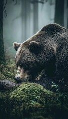 Wall Mural - A close-up of a bear sniffing the ground in a misty forest setting.