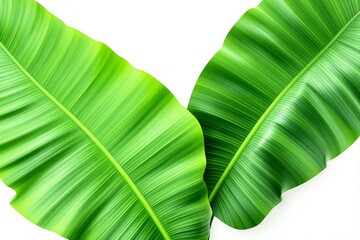 Poster - Bright green banana leaves close-up on white background.
