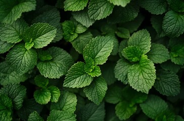 Wall Mural - Green leaves spring summer background with blurred natural sunlight