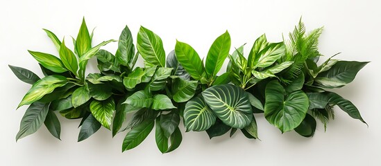 Wall Mural - horizontal tropical plant arrangement of various green leaves on a white spring summer background