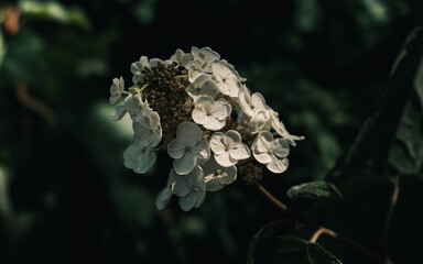 Wall Mural - Hydrangea flower