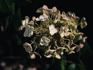 Wall Mural - Hydrangea flower