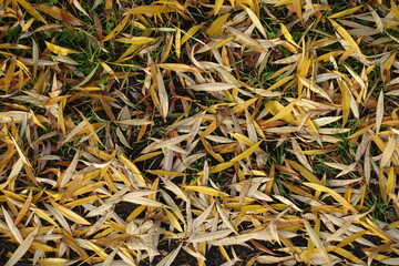 Wall Mural - Willow fallen leaves on the grass in November