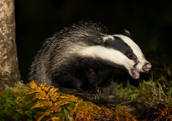 Wall Mural - Badger, Scientific name: Meles Meles.  Wild, native European badger foraging at night in the green moss and golden bracken with mouth open.  Facing right.  Close up. Horizontal.  Copy space