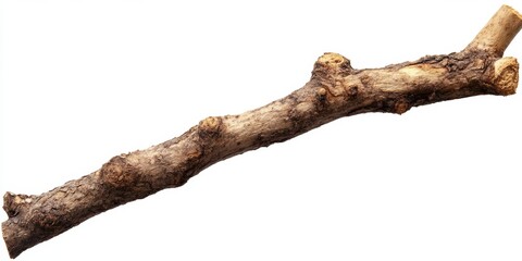 single dry tree branch isolated on white background.