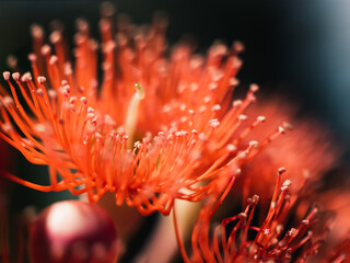 Wall Mural - Orange flower macro