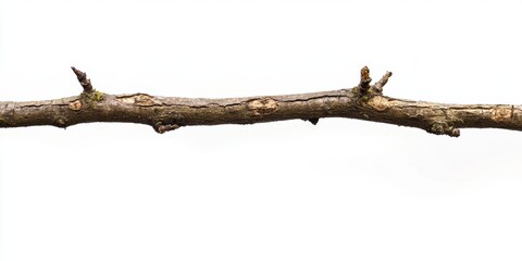 isolated brown tree branch on white background.