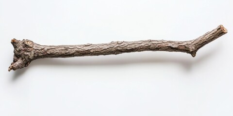 Single dry tree branch isolated on white background. (1)