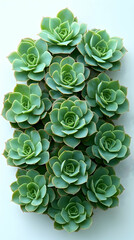 Canvas Print - Close-up of a cluster of echeveria succulents, showcasing their rosette shape and pale green hue against a white background.