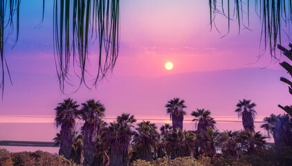 Wall Mural - Palm trees against the sunset sky. The Dead Sea. Tropic evening landscape. Beautiful tropic nature