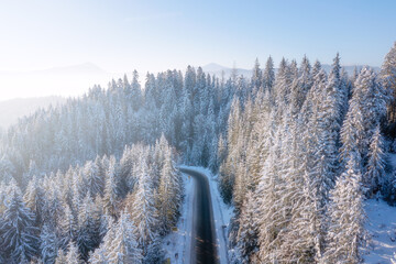 Wall Mural - forest covered in snow. aerial view on the curvy road and forest at the winter time. natural winter 
