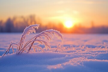 Wall Mural - Frozen grass emerging from snow during sunset in winter landscape