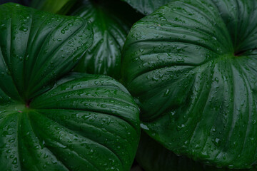 Wall Mural - abstract tropical leaf textures on dark tone, natural green background.