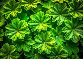 Wall Mural - Lush Green Geranium Foliage Silhouette - Detailed Leaf Texture Stock Photo
