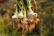© Nilofar - Row of freshly cultivated organically grown onions in vegetable garden. The bounce of fresh onions in the hands of a farmer. white Onion bulbs in soil, plantation in country garden, growing vegetables