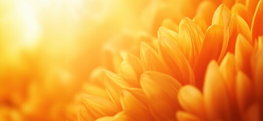 Poster - Vibrant orange flower petals illuminated by sunlight, creating a warm and inviting atmosphere, showcasing nature's beauty and intricate details, copy space for text