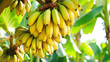© evening_tao - Fresh Banana Bunches in Tropical Sunlight