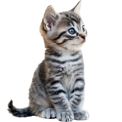 Wall Mural - Cute tabby kitten sitting in a playful pose