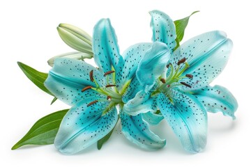 Wall Mural - turquoise flower lily isolated on white background for design.