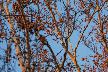 Poster - Winter park with deciduous trees at sunset. There is frost on the grass