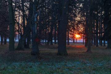 Poster - Winter park with deciduous trees at sunset. There is frost on the grass