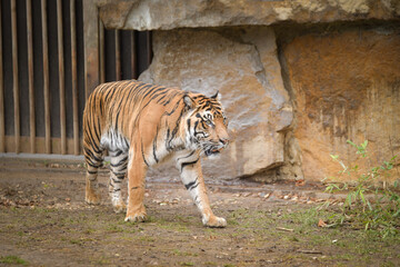 Wall Mural - Asian tiger is going in zoo habitat. He is waiting for animal caretaker.