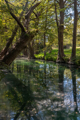  Bald cypress trees around lake in Wimberley