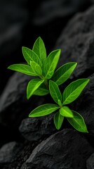 Wall Mural - Green leaves growing from dark rocks in a natural setting