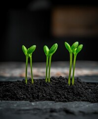 Wall Mural - New seedlings growing in dark soil in a nurturing environment