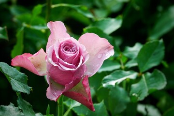 Wall Mural -  A beautiful rose in full bloom, surrounded by blurred greenery. The delicately layered petals reveal bright, warm colors, with natural gradations