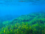 Seagrass underwater with natural sunlight in Mediterranean sea, jijel Algeria, Sea Grass underwater, seagrass Kelp grows in rocks under the sea and the diversity of life in the Mediterranean.