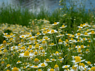 Fototapete - Medicinal chamomile, Matricaria chamomilla L. on the lake shore.