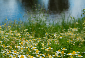 Aufkleber - Medicinal chamomile, Matricaria chamomilla L. on the lake shore.