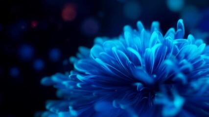 Wall Mural - Blue glowing flower petals with bokeh effect on dark background. Nature close up content