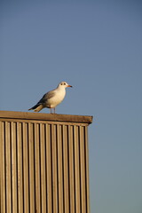 Wall Mural - seagull perched on a roof