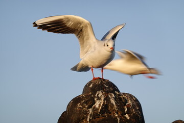 Wall Mural - black headed gull