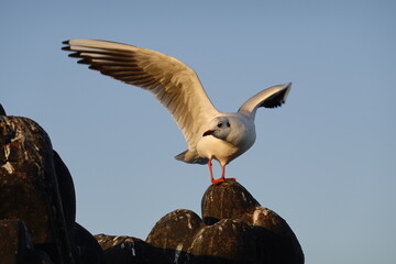 Wall Mural - seagull flying in the sky