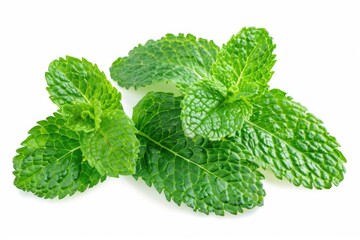 mint leaves  spearmint  isolated on white background  clipping path  full depth of field