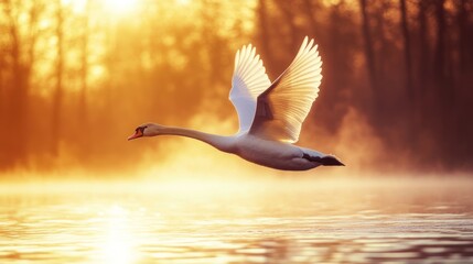 Aufkleber - Majestic swan in flight over golden sunrise water.