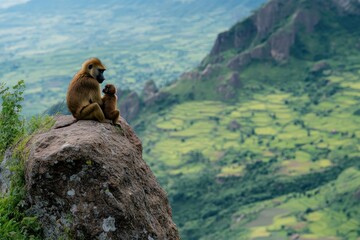 Poster - Baboon and baby perched atop a rock overlooking a verdant valley.