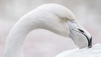 Poster - Close-up of a white flamingo's head and neck, showcasing its elegant curve, detailed feathers, and bright yellow eye.