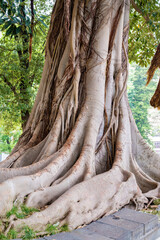 Banyan tree with large roots in Naples ,Italy  