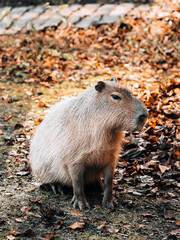 capybara in the woods
