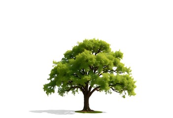 Wall Mural - tree isolated on white