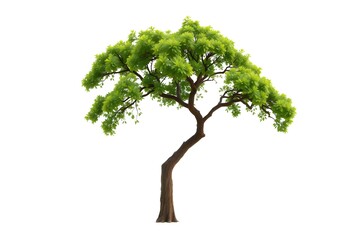 Wall Mural - green tree isolated on white