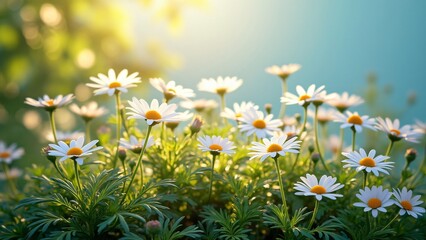 Wall Mural - Vibrant Sunlit Daisy Meadow Field in Spring